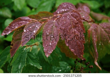 Droplets of water-round shape on the surface of young red leaves.Closeup red autumn leaf with water drops in garden and blurred background ,rain drops on leaves, macro image,soft selective focus 