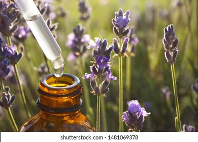Dropper with lavender essential oil over bottle in blooming field, closeup. Space for text - Shutterstock ID 1481069378