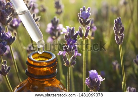 Dropper with lavender essential oil over bottle in blooming field, closeup. Space for text