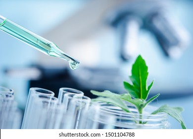 Dropper over test tube dropping sample chemical into sample herbal plaint , biotechnoloy research concept.Natural extracts