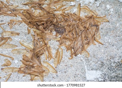 Dropping Alate Termite Wings On Floor Stock Photo 1770981527 | Shutterstock