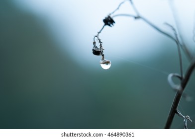 drops dew