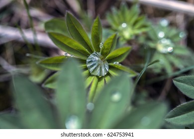 Drops of dew on grass in spring