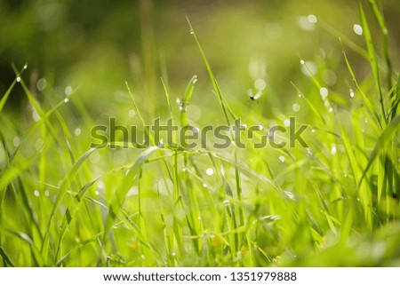 drops of dew on the grass on a sunny spring morning