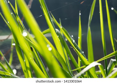 Drops of dew on the green grass after the rain near the lake. drops grass lake
