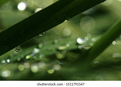drops of dew on the green grass. macro photography - Shutterstock ID 1511791547
