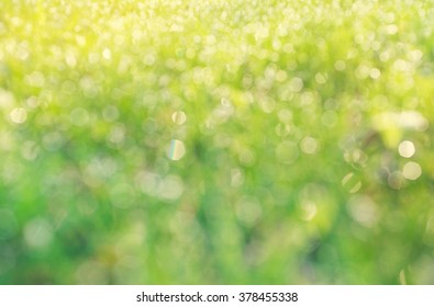 Drops Of Dew On A Green Grass Bokeh Background