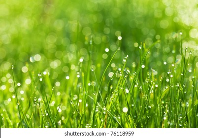 Drops Of Dew On A Green Grass