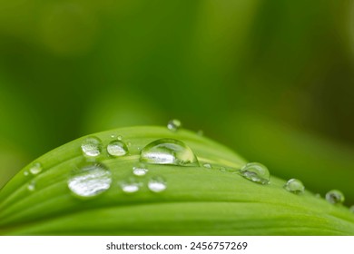 Drops of dew on a green leaf of grass. Macro shot.Selective focus - Powered by Shutterstock