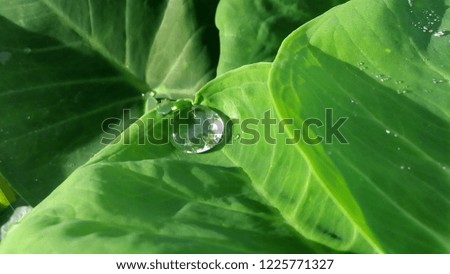 Similar – Image, Stock Photo Water Droplet on Green Leaf