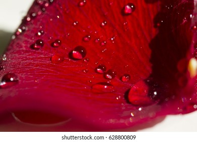 Drops of dew on the petals of a red rose.
