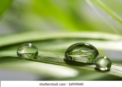 drops with green grass - Powered by Shutterstock