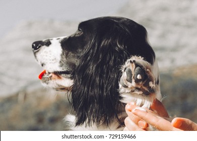 moisturizing cream for dogs