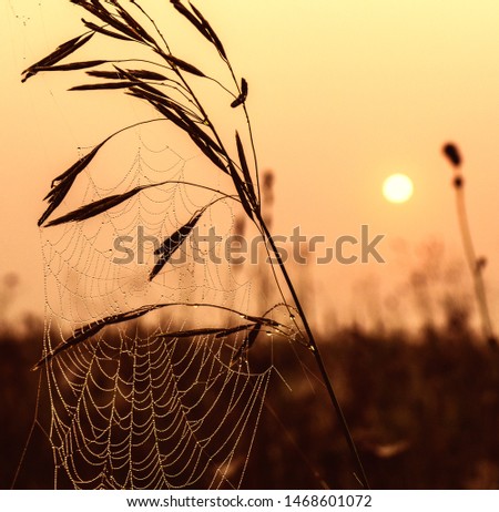 Similar – Image, Stock Photo sonnenblind Well-being