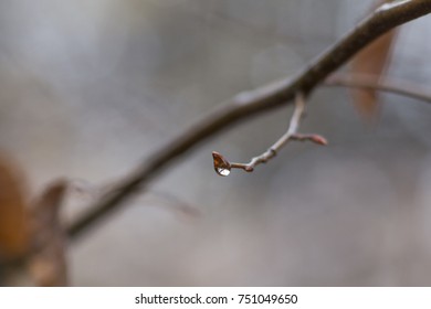 Drops on a beech branch
