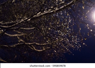 Drops on the branches