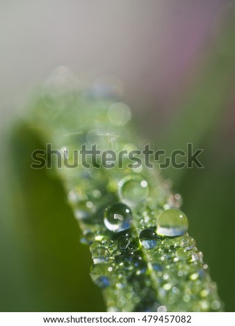 Similar – Foto Bild Naturlupe Gänseblümchen