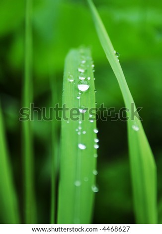 Similar – Pearls in the grass