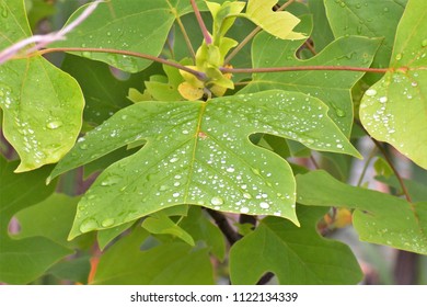 drops on a leaf