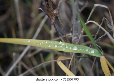 Drops on Leaf