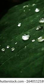 Drops on a leaf in the forest