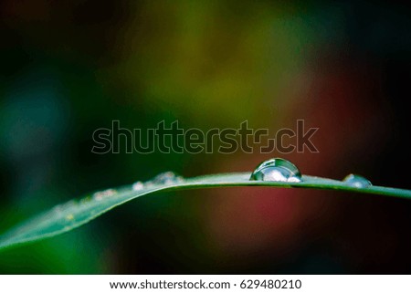 Similar – Foto Bild Naturlupe Gänseblümchen