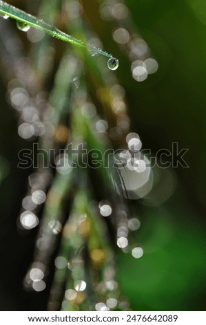 Similar – Foto Bild Naturlupe Gänseblümchen