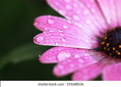 Drops on the petals of a flower African Daisy Flower (Dimorphotheca ecklonis) on dark green background, selective focus, place for text
