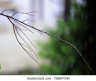 Drops on a tree branch