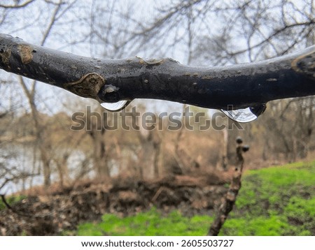 drops on tree branches. trees and rain. large raindrops on a branch.