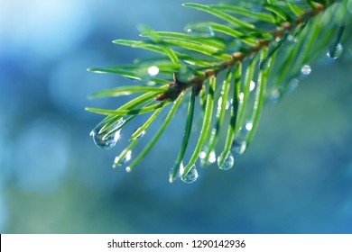 Drops Of Rain On The Needles Of The Spruce Branch Close Up. Spring Nature Background.