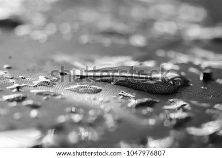 Similar – Image, Stock Photo froggy Animal Amphibian