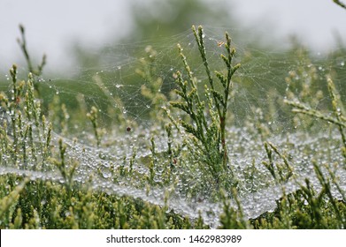 Drops Of Rain That Hung On The Spiderweb After Rain In The Garden.