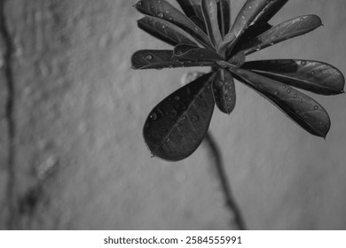 Drops of tranquility gracefully rest on nature’s canvas, painting a serene masterpiece in black and white.