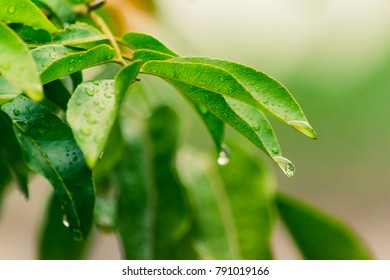 Drops Of Water Dripping Off A Leaf On A Rainy Day