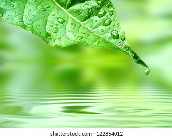 Drops Of Water In E Calm Rain Forest