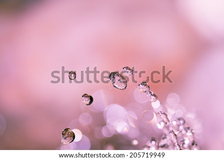 Similar – Image, Stock Photo cherry blossom festival