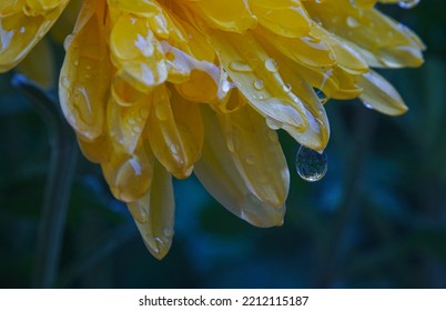               Drops Of Water Glisten On The Yellow Flowers   