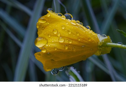               Drops Of Water Glisten On The Yellow Flowers   