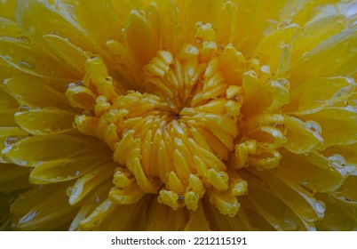               Drops Of Water Glisten On The Yellow Flowers   