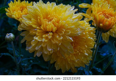               Drops Of Water Glisten On The Yellow Flowers   