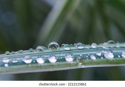               Drops Of Water Glisten On The Yellow Flowers   