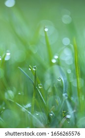 Drops Of Water Macro On Green Grass. Green Grass Close-up. Spring Fresh Grass With Raindrops. Wet Grass Texture 