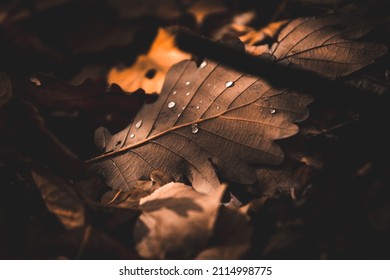 Drops of water on an autumn oak leaf