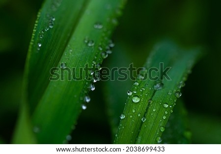 Drops of water on the gree leaves