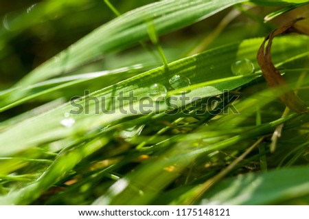 Similar – Image, Stock Photo After the rain a rainbow forms, in the foreground grasses