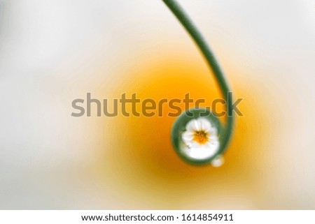 Similar – Image, Stock Photo Lilly Green White Yellow