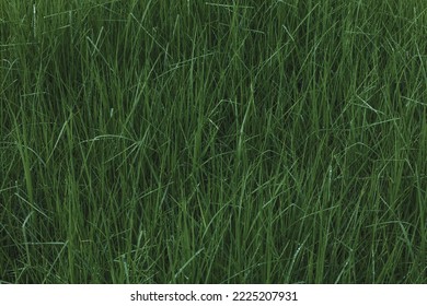 drops of water on high grass. Background of outdoor countryside closes up meadow grass nature. Pattern is nature texture of leaf. Dark green mood and foliage scenery. vintage tones landscape. filled