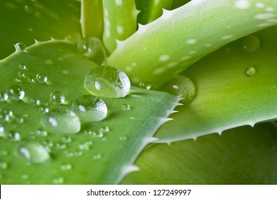 Drops of water on leaf of aloe - Powered by Shutterstock