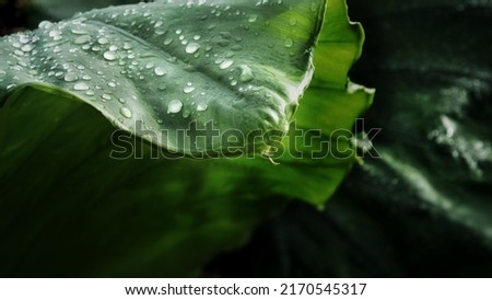 Drops of water on a leaf in the rainy season in the morning